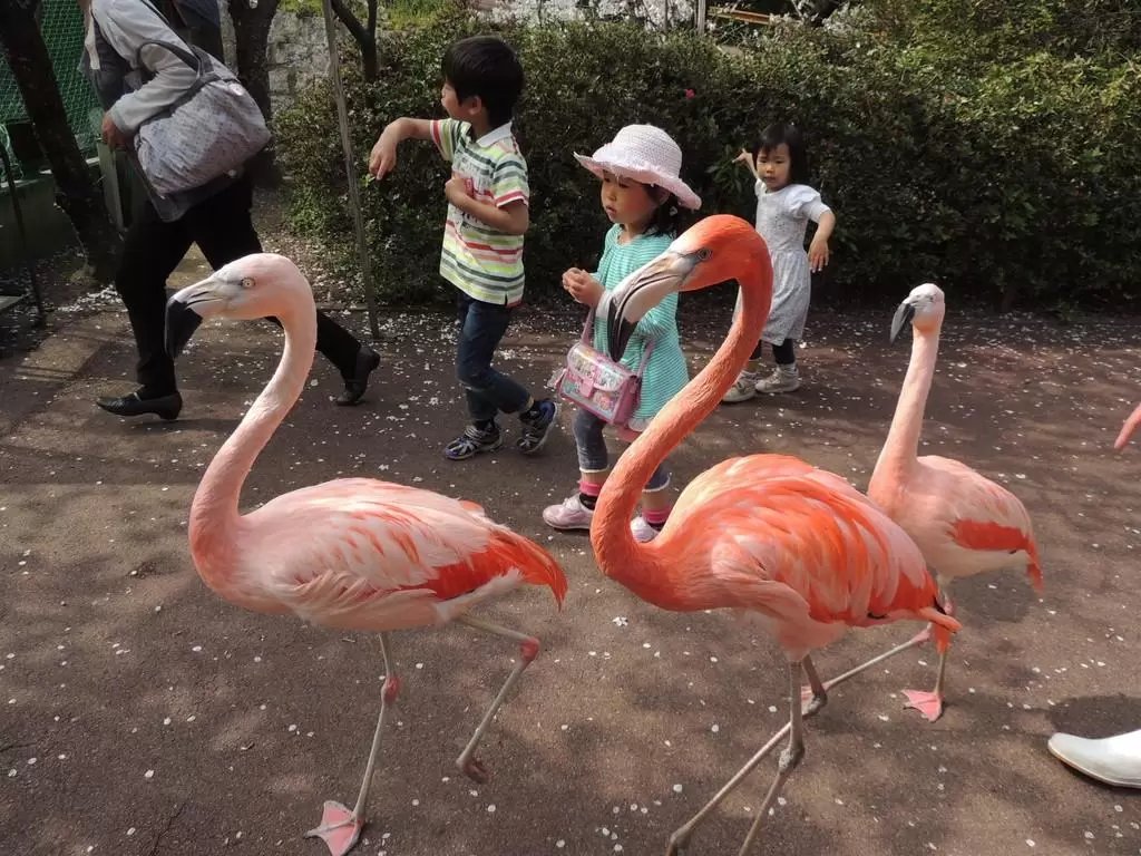 🦁 이케다 동물원 이미지 12